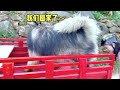 比主人还巨大的大王受困田里，费尽全身力气才帮他脱困 dawang was trapped in the field how hard to hug the dog bigger than a man