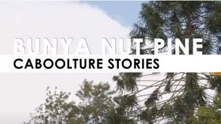 Caboolture Aboriginal Stories: Bunya nut