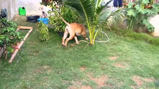 Bullmastiff Attacks Owner!