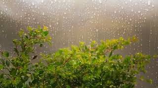 ASMR Sound of Rain