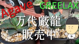 【Agave】アガベ！万代厳龍！！！コレクション紹介！【GREELAX】