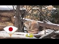 【マヌルネコ】ボル君新年の挨拶