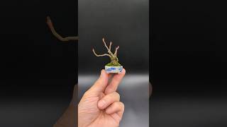 Sorbus commixta and Zenpukuji pot / ナナカマドと善福寺鉢 #bonsai #botanical #miniature