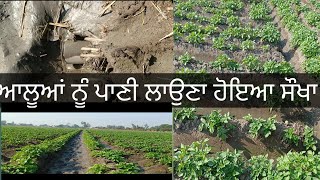 ਆਲੂਆਂ ਨੂੰ ਪਾਣੀ ਲਾਉਣਾ ਹੋਇਆ ਸੌਖਾ 👍👍Aalooa Nu Paani Launa Hoea Sokha#farming #potato @hellokisaan8729