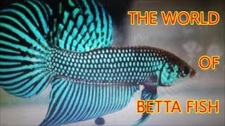 AIB TEAM * Ancestral species of Betta * WILD BETTA FISH * Breeding and Reproduction * FIRST PART *