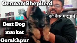 #germanshepherd #dog #puppy की पहचान कैसे करें #pets #for #petcare #deoria #gorakhpur , 7080979915