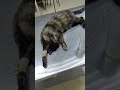 Поездка в ветклинику. Рэм Ореола Акси и в клинике в стационаре Роу. cats animals pet