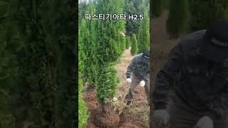 🌳 생울타리 강력추천! 파스티기아타 H2.5 🌳