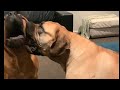 Big Boerboel’s Love to Play #boerboel #trending #doglover