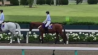 マイネルレーニアも札幌競馬場で誘導馬のお仕事頑張ってるよ！