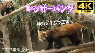 レッサートーク　神戸どうぶつ王国のレッサーパンダ 230508