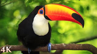 11 HOURS of Rainforest Birds in 4K - Colorful Breathtaking Birds with Sound by Nature Relaxation