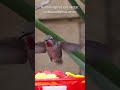 hummingbirds eat nectar.