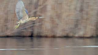 Eurasian Bittern or Great Bittern (Botaurus stellaris)