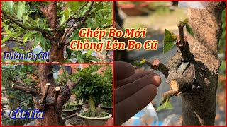 Ghép Bo Mai Mới Chồng Lên Bo Mai Củ. Liệu Có Ổn | MAI ĐA PHÚC Duy Hiếu |