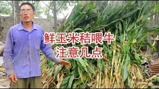 农村鲜玉米秸秆不能直接喂牛，容易造成应激反应，听听小薛怎么说