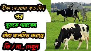 গাভী গর্ভবতী হওয়ার লক্ষণ | কত দিন পর জানতে পারবেন গরু বীজ কনসিভ করেছে | goru palon