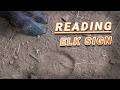 ELK SIGN 101 - Tracks, Rubs, Wallows, and Elk Turds