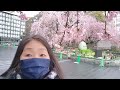 りんぐの東京お花見散歩・今が見頃！！上野恩賜公園の満開のしだれ桜【2022.3.22】