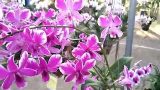 Dendrobium orchid in Thailand กล้วยไม้:หวายลูกผสม มาดามด่าง (Madam spotted )  Dendrobium Hybrids