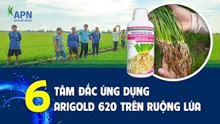 APN - NHỮNG TÂM ĐẮC ỨNG DỤNG ARIGOLD 620 TRÊN RUỘNG LÚA - CHIA SẺ THỰC TẾ NHÀ NÔNG