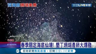 春季限定的海底仙境! 墾丁珊瑚\