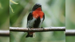 Mistletoebirds Spreading the Seeds of Love