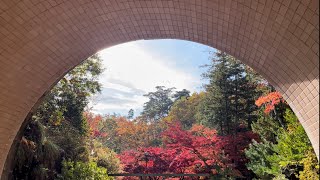 【癒し】紅葉☆弥彦