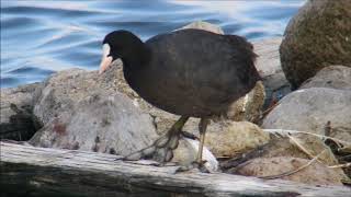 オオバンの巣作り20180727米子水鳥公園