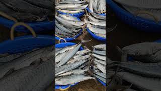 சீலா மீன் ஏலம் 🐟#shorts#shortsfeed#ytshorts#trending#viral#nature_wonder#status#reels#youtuber#fish