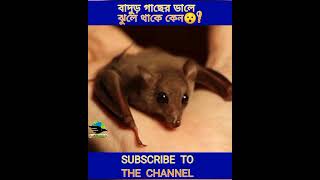 বাদুড় গাছে উল্টো ভাবে ঝুলে থাকে কেন?why bat is hanging from tree?mayajal.getsetfly bangla. #shorts