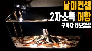 2자소폭 남미 비오톱컨셉 어항꾸미기 [애니몰로TV] small biotope fishtank