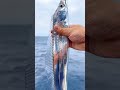 Amazing fish #fypシ゚viral #reels #reels #trending #shorts #fbpro #tiktok