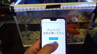 【電子工作】Raspberry Pi で 金魚水槽管理システム を構築【タカハ ソレノイド】