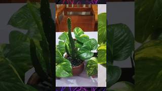 বিভিন্ন ধরনের টাকার গাছ #foryou #flowers #plants #trending #nature #viralvideo #moneyplant