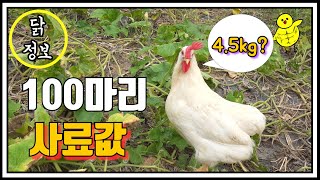 닭 100마리 한달 사료값 공개