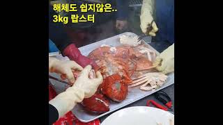 3kg 랍스타 해체쇼 in 영덕