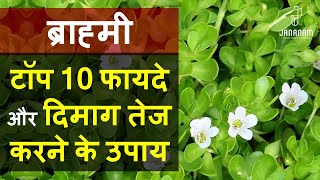 ब्राह्मी के टॉप 10 फायदे और दिमाग तेज करने के उपाय | brahmi ke fayde | brahmi benefits in hindi