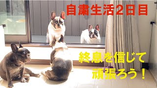 ４BUHIの自粛生活２日目 フレンチブルドッグ 【Frenchbulldog】