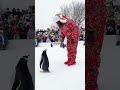 😄 watch this visitor s reaction to harbin s adorable penguins