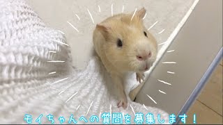 モルモット飼育やモイちゃんへの質問をぼしゅうします！ʕ•ᴥ•ʔ