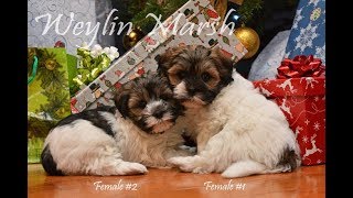 CKC Registered Havanese Puppies - Born November 5, 2018 - Puppies have all found homes