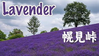 幌見峠ラベンダー園　I went to see lavenders at Horomi Pass in Sapporo.