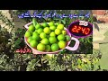 december garden overview @izhar ki duniya vegetable garden