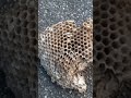 【閲覧注意】【グロ注意】素人が、アシナガバチの巣を撤去しました🐝⚠️🆘🚨