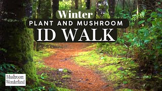 Winter Plant and Mushroom ID walk- Feb 2025