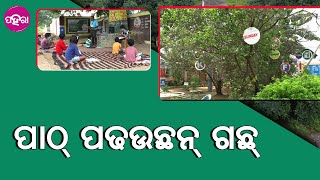 Bargarh Painting trees: ବରଗଡର ଇ ଗାଁନେ ଛୁଆକୁଁ ପାଠ୍ ପଢଉଛନ୍ ଗଛ୍