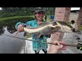 world record sized Redtail catfish Malaysia