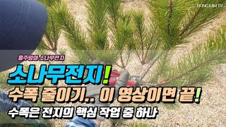 소나무전지! 수폭줄이기.. 이 영상이면 끝! 수폭은 전지의 핵심 작업 중 하나 / Pine Pruning Know-how 022!