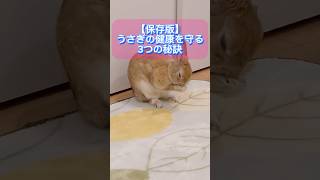 【保存版】うさぎの健康を守る3つの秘訣#うさぎ #うさぎのいる暮らし #うさぎ好きさんと繋がりたい #かわいい #アニマルコミュニケーション